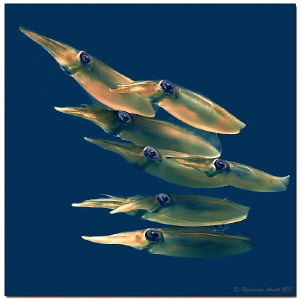 - seven eyes -

Bigfin reef squid (Sepioteuthis lessoni... by Reinhard Arndt 